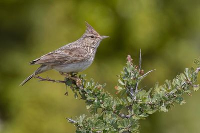 Crested Lark - Kuifleeuwerik - Cochevis hupp