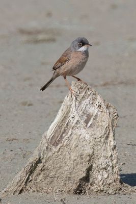 Spectacled Warbler - Brilgrasmus - Fauvette  lunettes (m)