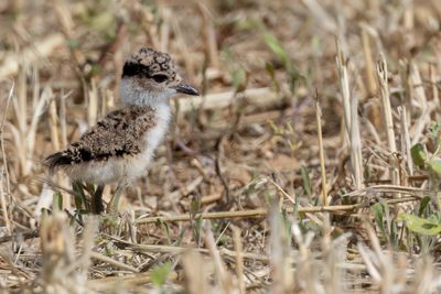 Spur-winged Lapwing - Sporenkievit - Vanneau peronn (fledgeling)