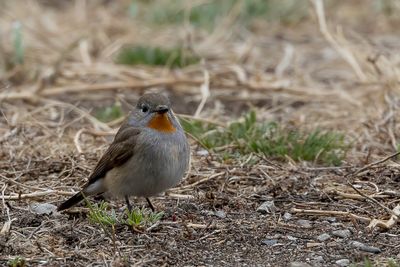 Taiga Flycatcher - Taigavliegenvanger - Gobemouche de la taïga