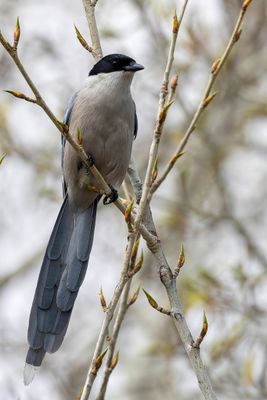 Azure-winged Magpie - Aziatische Blauwe Ekster - Pie bleue