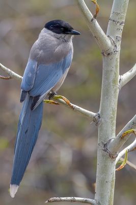 Azure-winged Magpie - Aziatische Blauwe Ekster - Pie bleue