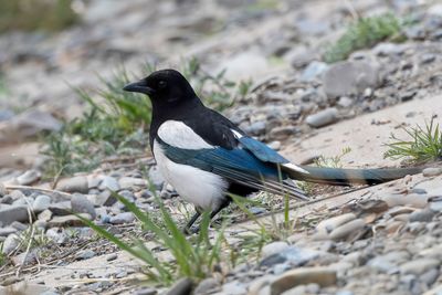 Eurasian Magpie - Ekster - Pie bavarde
