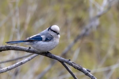 Azure Tit - Azuurmees - Mésange azurée