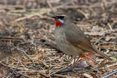 Siberian Rubythroat - Roodkeelnachtegaal - Rossignol calliope (m)