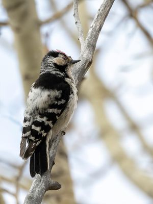 Lesser Spotted Woodpecker - Kleine Bonte Specht - Pic épeichette