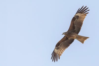 Black(-eared) Kite - Zwarte Wouw - Milan noir