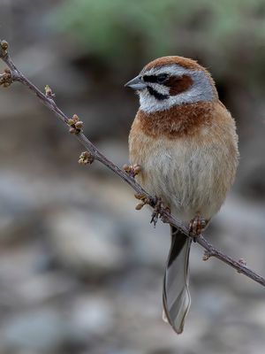 Meadow Bunting - Weidegors - Bruant à longue queue