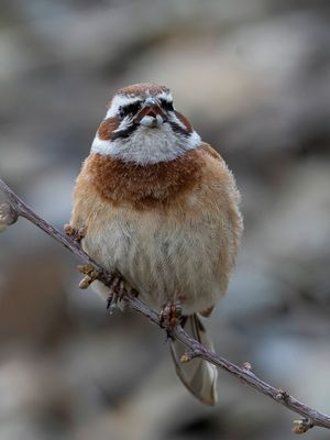 Meadow Bunting - Weidegors - Bruant à longue queue