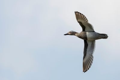 Garganey - Zomertaling - Sarcelle d'été