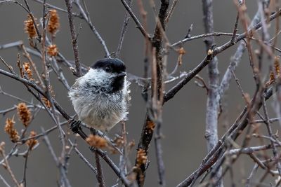 Willow Tit - Matkop - Mésange boréale