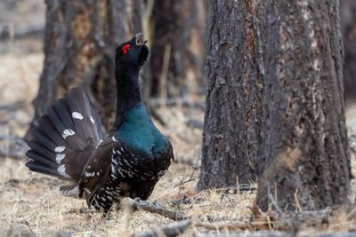 Birds of Mongolia 2024