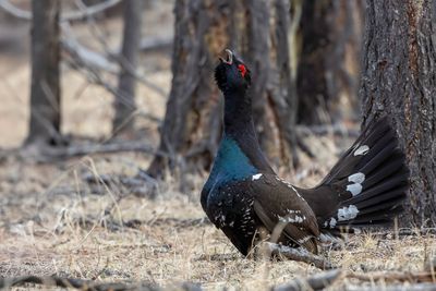 Black-billed Capercaillie - Rotsauerhoen - Tétras à bec noir (m)