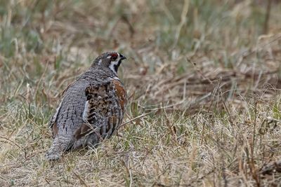 Hazel Grouse - Hazelhoen - Gélinotte des bois (m)