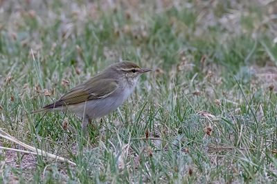 Arctic Warbler - Noordse Boszanger - Pouillot boréal