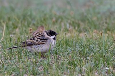 Pallas's Reed Bunting - Pallas' Rietgors - Bruant de Pallas (m)