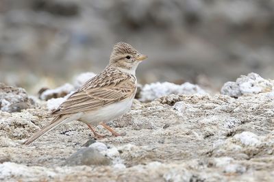 Asian Short-toed Lark - Mongoolse Kortteenleeuwerik - Alouette de Swinhoe