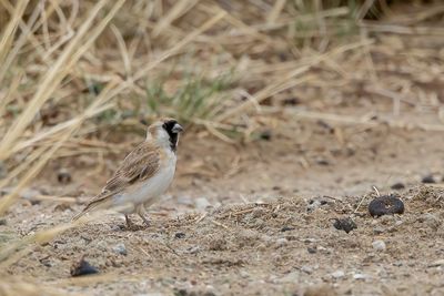 Pere David's Snowfinch - Pater Davids Sneeuwvink - Niverolle de David