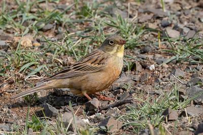 Ortolan Bunting - Ortolaan - Bruant ortolan