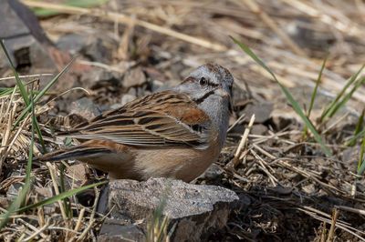 Godlewski's Bunting - Rotsgors - Bruant de Godlewski