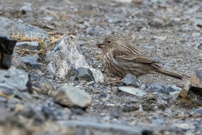 Himalayan Beautiful Rosefinch - Himalayaprachtroodmus - Roselin superbe (f)