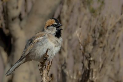 Saxaul Sparrow - Saxaulmus - Moineau des saxaouls (m)