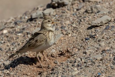 Crested Lark - Kuifleeuwerik - Cochevis huppé