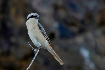 Isabelline Shrike - Daurische Klauwier - Pie-grièche isabelle