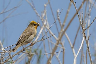 Common Rosefinch - Roodmus - Roselin cramoisi (m)