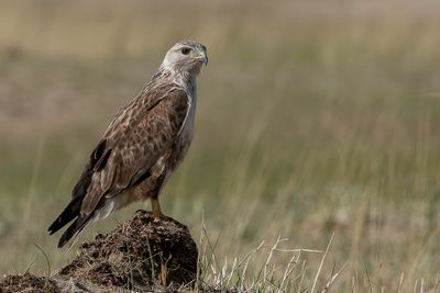 Upland Buzzard - Mongoolse Buizerd - Buse de Chine