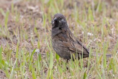 Eurasian Tree Sparrow - Ringmus - Moineau friquet