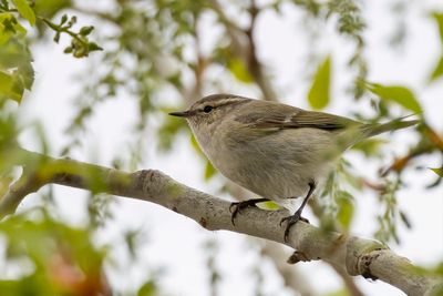 Hume's Leaf Warbler - Humes Bladkoning - Pouillot de Hume