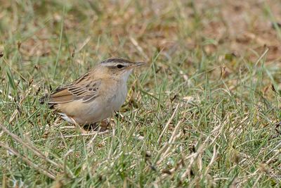 Pallas's Grasshopper Warbler - iberische Sprinkhaanzanger - Locustelle de Pallas