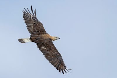 Pallas's Fish Eagle - Witbandzeearend - Pygargue de Pallas