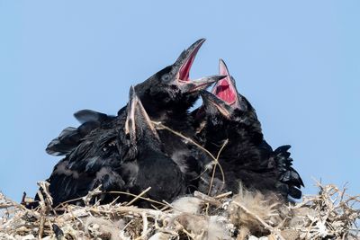 Northern Raven - Raaf - Grand Corbeau (j)