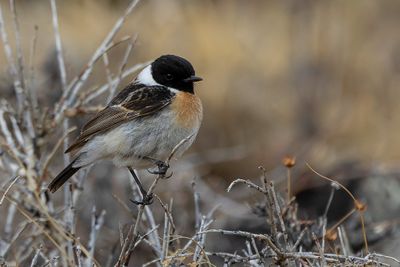 Siberian Stonechat - Aziatische Roodborsttapuit - Tarier de Sibérie (m)