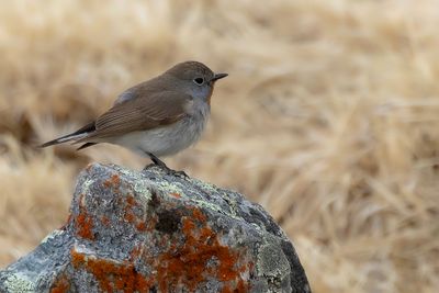 Taiga Flycatcher - Taigavliegenvanger - Gobemouche de la taïga