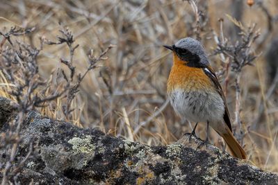 Eversmann's Redstart - Eversmanns Roodstaart - Rougequeue d'Eversmann (m)
