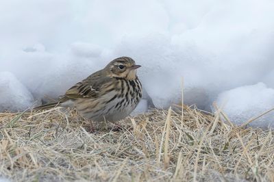 Olive-backed Pipit - Siberische Boompieper - Pipit à dos olive