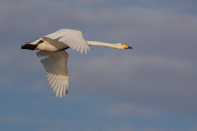Whooper Swan - Wilde Zwaan - Cygne chanteur