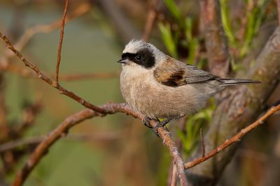 White-crowned Penduline Tit - Witkruinbuidelmees - Rémiz couronnée