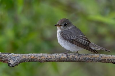 Asian Brown Flycatcher - Bruine Vliegenvanger - Gobemouche brun