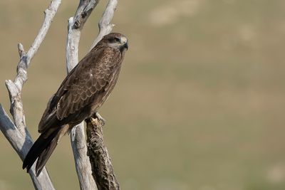 Black(-eared) Kite - Zwarte Wouw - Milan noir