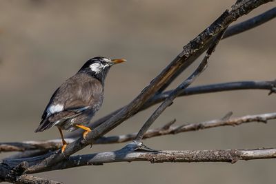White-cheeked Starling - Grijze Spreeuw - Étourneau gris (m)