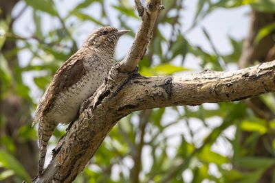 Eurasian Wryneck - Draaihals - Torcol fourmilier