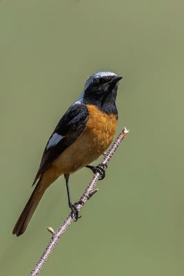 Daurian Redstart - Spiegelroodstaart - Rougequeue aurore (m)