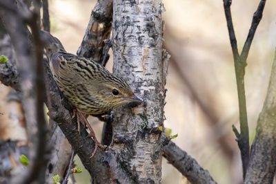 Lanceolated Warbler - Kleine Sprinkhaanzanger - Locustelle lancéolée