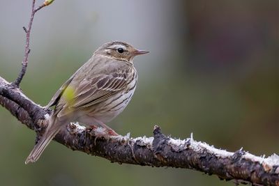 Olive-backed Pipit - Siberische Boompieper - Pipit à dos olive