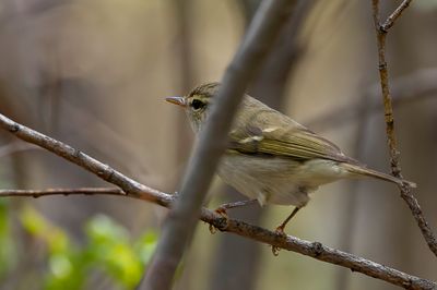 Two-barred Warbler - Swinhoes Boszanger - Pouillot à deux barres