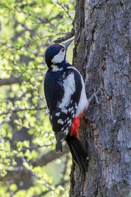 Great Spotted Woodpecker - Grote Bonte Specht - Pic épeiche (f)